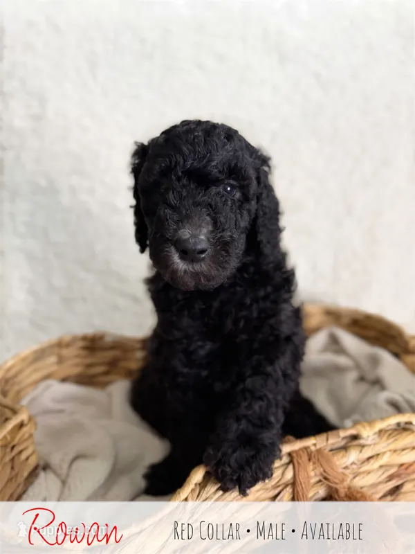 Rowan - Red Boy – Goldendoodle puppy for sale in Carthage, TN