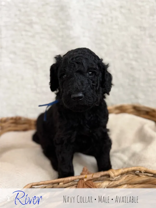 River - Navy Boy – Goldendoodle puppy for sale in Carthage, TN