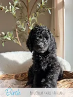 Birch - Blue Boy, a male Goldendoodle for sale in Carthage, TN – 1 of 7