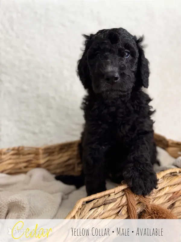 Cedar - Yellow Boy – Goldendoodle puppy for sale in Carthage, TN