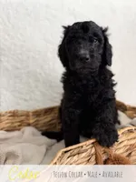 Cedar - Yellow Boy, a male Goldendoodle for sale in Carthage, TN – 3 of 7