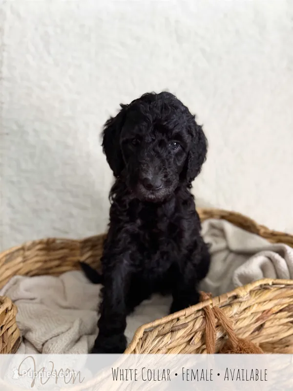 Wren - White Girl – Goldendoodle puppy for sale in Carthage, TN