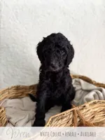 Wren - White Girl, a female Goldendoodle for sale in Carthage, TN – 3 of 7