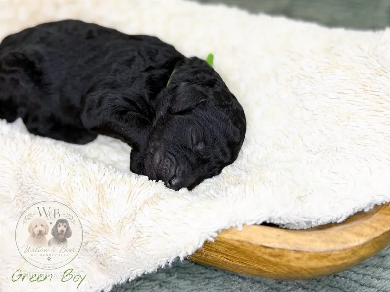 Green Boy – Goldendoodle puppy for sale in Carthage, TN