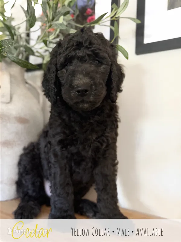Cedar - Yellow Boy – Goldendoodle puppy for sale in Carthage, TN