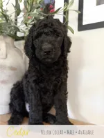 Cedar - Yellow Boy, a male Goldendoodle for sale in Carthage, TN – 2 of 7