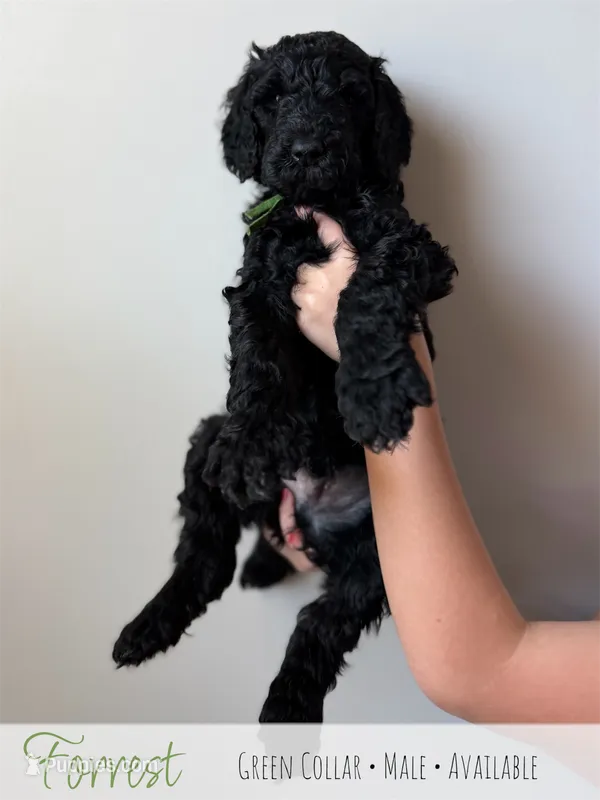 Forrest - Green Boy – Goldendoodle puppy for sale in Carthage, TN