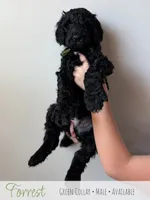 Forrest - Green Boy, a male Goldendoodle for sale in Carthage, TN – 4 of 7