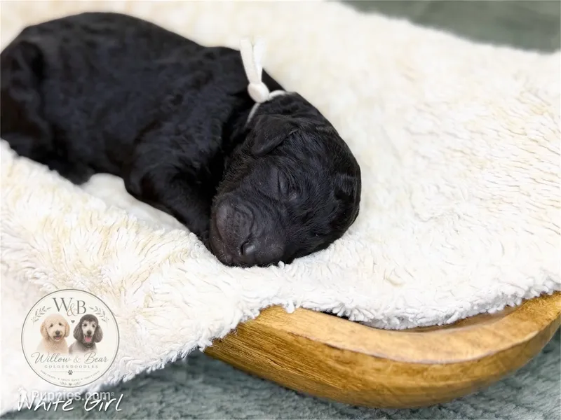 White Girl – Goldendoodle puppy for sale in Carthage, TN