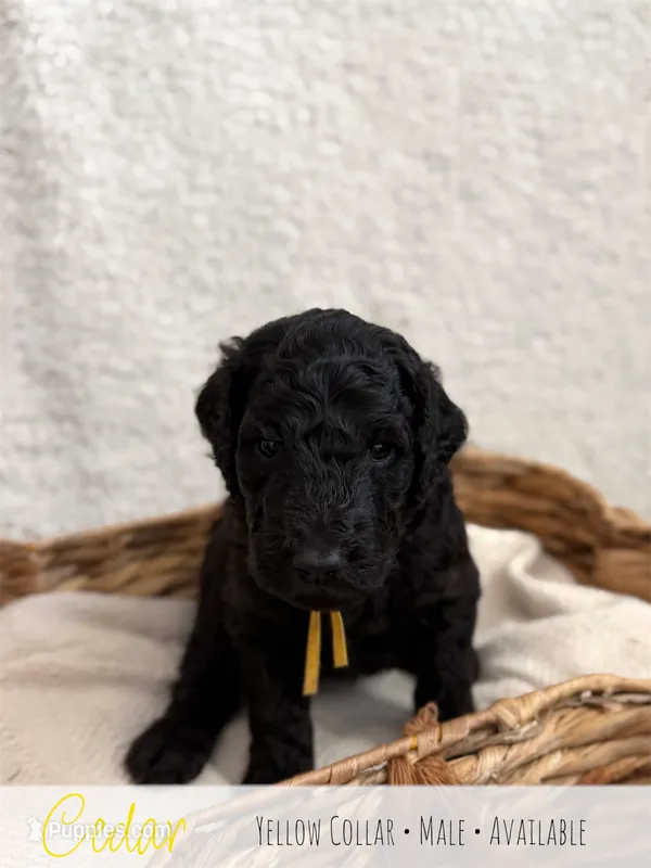 Cedar - Yellow Boy – Goldendoodle puppy for sale in Carthage, TN
