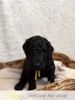 Cedar - Yellow Boy, a male Goldendoodle for sale in Carthage, TN – 5 of 7