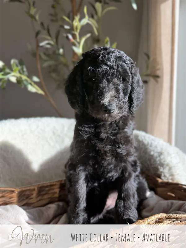 Wren - White Girl – Goldendoodle puppy for sale in Carthage, TN