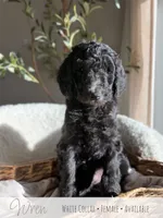 Wren - White Girl, a female Goldendoodle for sale in Carthage, TN – 1 of 7
