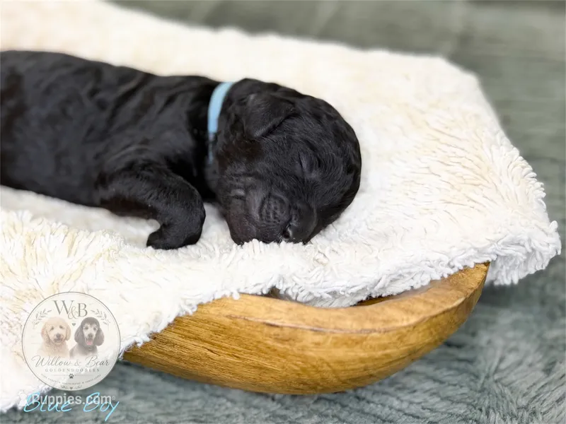 Blue Boy – Goldendoodle puppy for sale in Carthage, TN