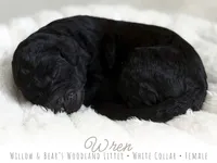 Wren - White Girl, a female Goldendoodle for sale in Carthage, TN – 2 of 2