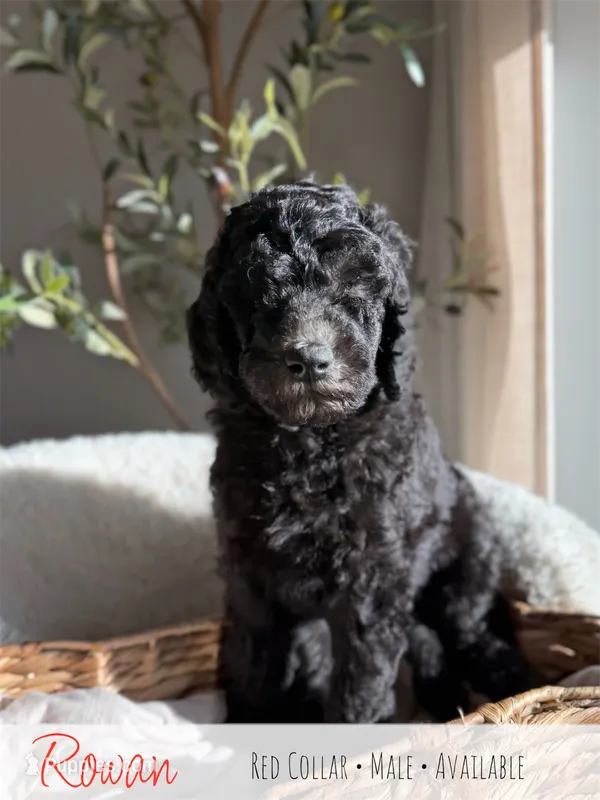 Rowan - Red Boy – Goldendoodle puppy for sale in Carthage, TN