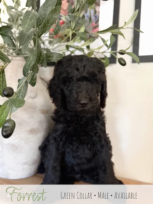 Forrest - Green Boy – Goldendoodle puppy for sale in Carthage, TN