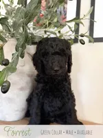 Forrest - Green Boy, a male Goldendoodle for sale in Carthage, TN – 2 of 7