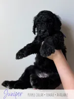 Juniper - Purple Girl, a female Goldendoodle for sale in Carthage, TN – 4 of 7