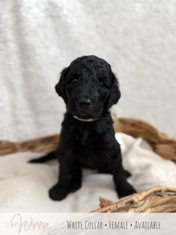Wren - White Girl – Goldendoodle puppy for sale in Carthage, TN