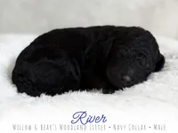 River - Navy Boy, a male Goldendoodle for sale in Carthage, TN – 2 of 2
