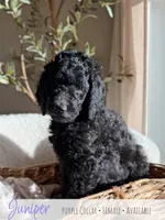 Juniper - Purple Girl, a female Goldendoodle for sale in Carthage, TN – 1 of 7