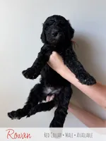 Rowan - Red Boy, a male Goldendoodle for sale in Carthage, TN – 4 of 7