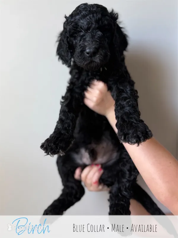 Birch - Blue Boy – Goldendoodle puppy for sale in Carthage, TN