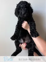 Birch - Blue Boy, a male Goldendoodle for sale in Carthage, TN – 4 of 7