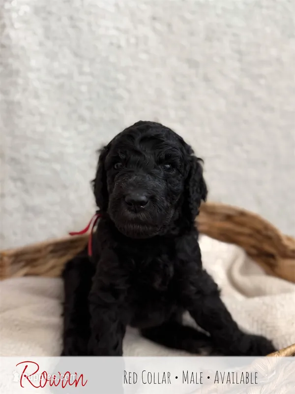 Rowan - Red Boy – Goldendoodle puppy for sale in Carthage, TN