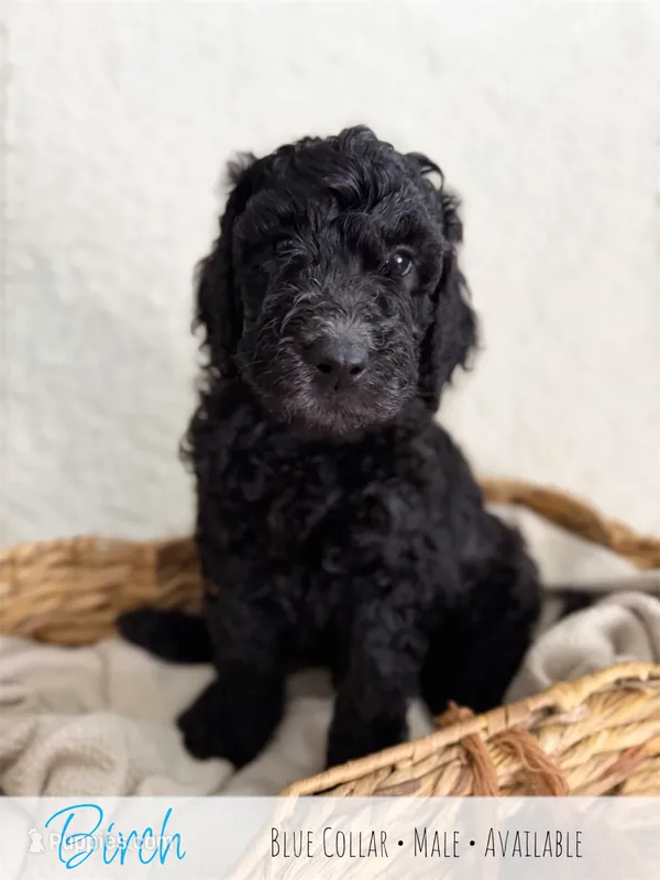 Birch - Blue Boy – Goldendoodle puppy for sale in Carthage, TN