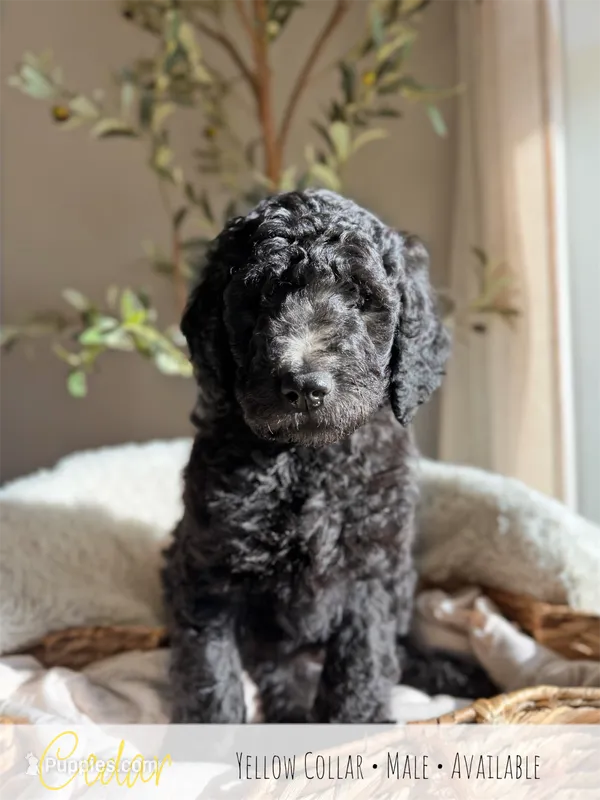 Cedar - Yellow Boy – Goldendoodle puppy for sale in Carthage, TN