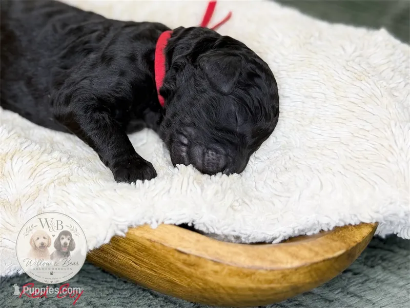 Red Boy – Goldendoodle puppy for sale in Carthage, TN