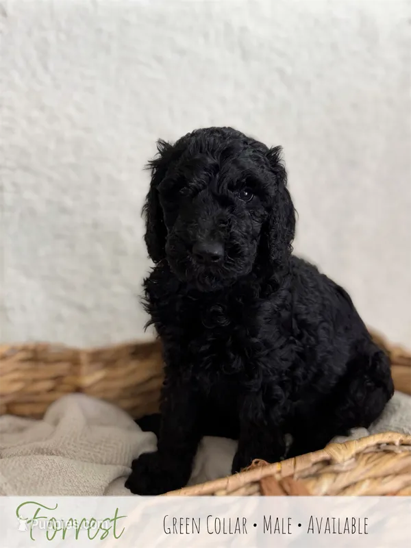 Forrest - Green Boy – Goldendoodle puppy for sale in Carthage, TN