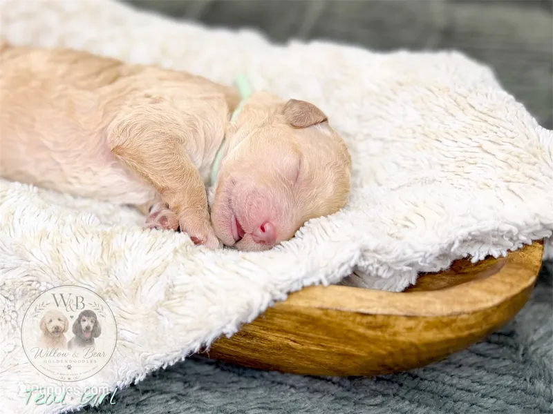 Teal Girl – Goldendoodle puppy for sale in Carthage, TN