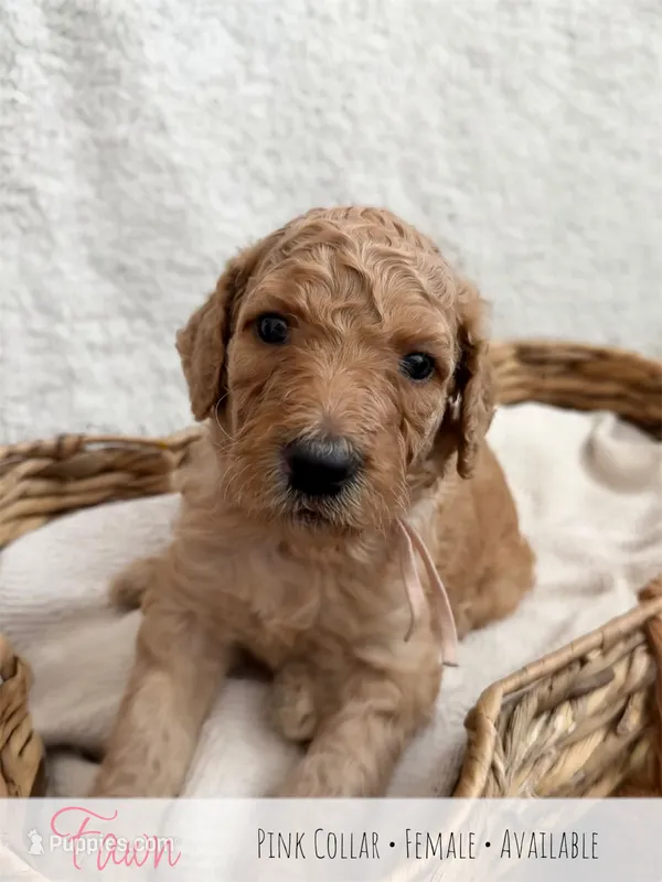 Fawn - Pink Girl – Goldendoodle puppy for sale in Carthage, TN