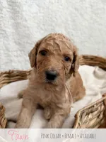 Fawn - Pink Girl, a female Goldendoodle for sale in Carthage, TN – 1 of 3