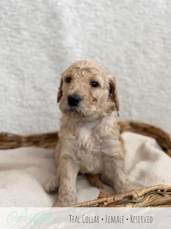 Aspen - Teal Girl – Goldendoodle puppy on hold in Carthage, TN