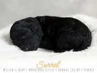 Sorrel - Orange Girl, a female Goldendoodle for sale in Carthage, TN – 2 of 2