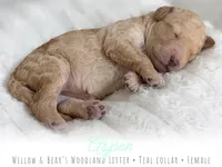 Aspen - Teal Girl, a female Goldendoodle for sale in Carthage, TN – 2 of 2