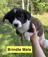 Mr. Yellow, a male Pembroke Welsh Corgi for sale in Monterey, TN – 1 of 1