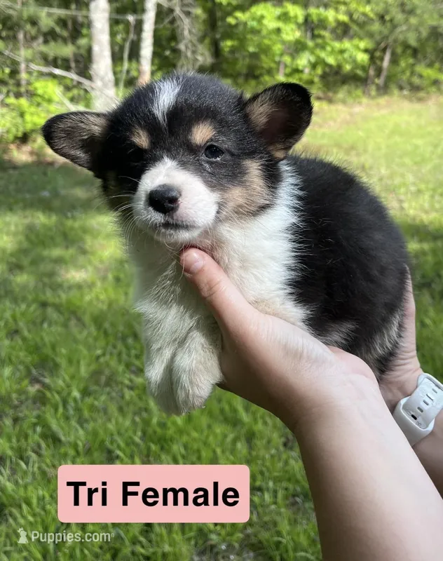 Ms. Pink – Pembroke Welsh Corgi puppy for sale in Monterey, TN