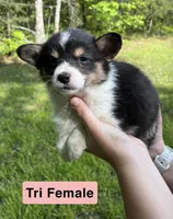 Ms. Pink, a female Pembroke Welsh Corgi for sale in Monterey, TN – 1 of 1