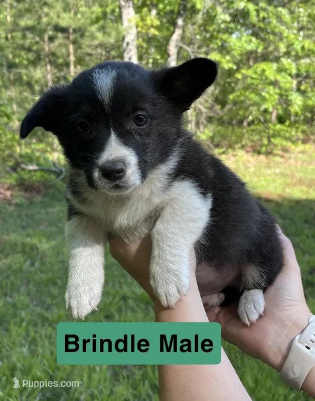 Mr. Green – Pembroke Welsh Corgi puppy for sale in Monterey, TN