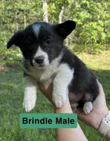 Mr. Green, a male Pembroke Welsh Corgi for sale in Monterey, TN – 1 of 1