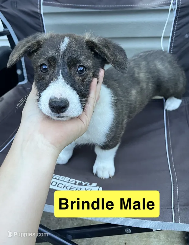 Mr. Yellow – Pembroke Welsh Corgi puppy for sale in Monterey, TN