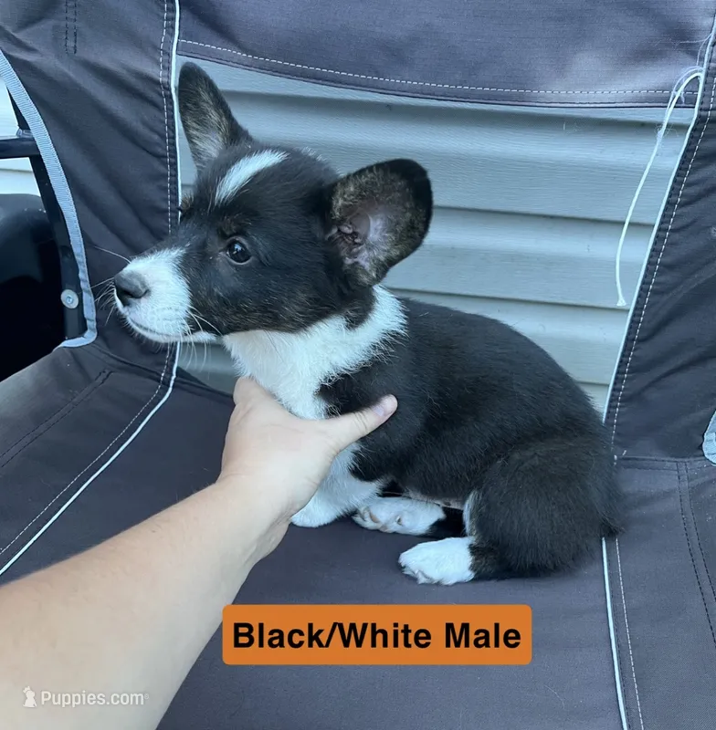 Mr. Orange – Pembroke Welsh Corgi puppy for sale in Monterey, TN