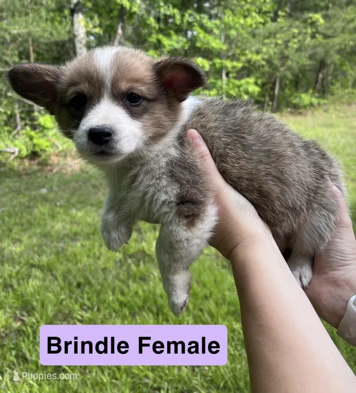 Ms. Purple – Pembroke Welsh Corgi puppy for sale in Monterey, TN