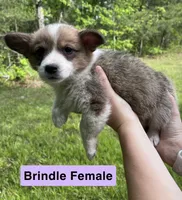 Ms. Purple, a female Pembroke Welsh Corgi for sale in Monterey, TN – 1 of 1