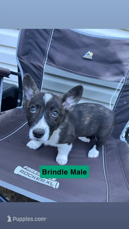 Mr. Green – Pembroke Welsh Corgi puppy for sale in Monterey, TN
